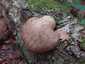 Nyírfa-tapló (Fomitopsis betulina), Őrség